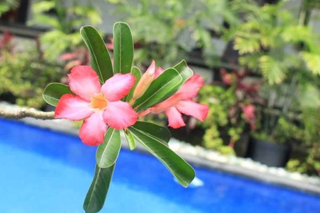 Lucky Family Villa Ubud  Ngoại thất bức ảnh